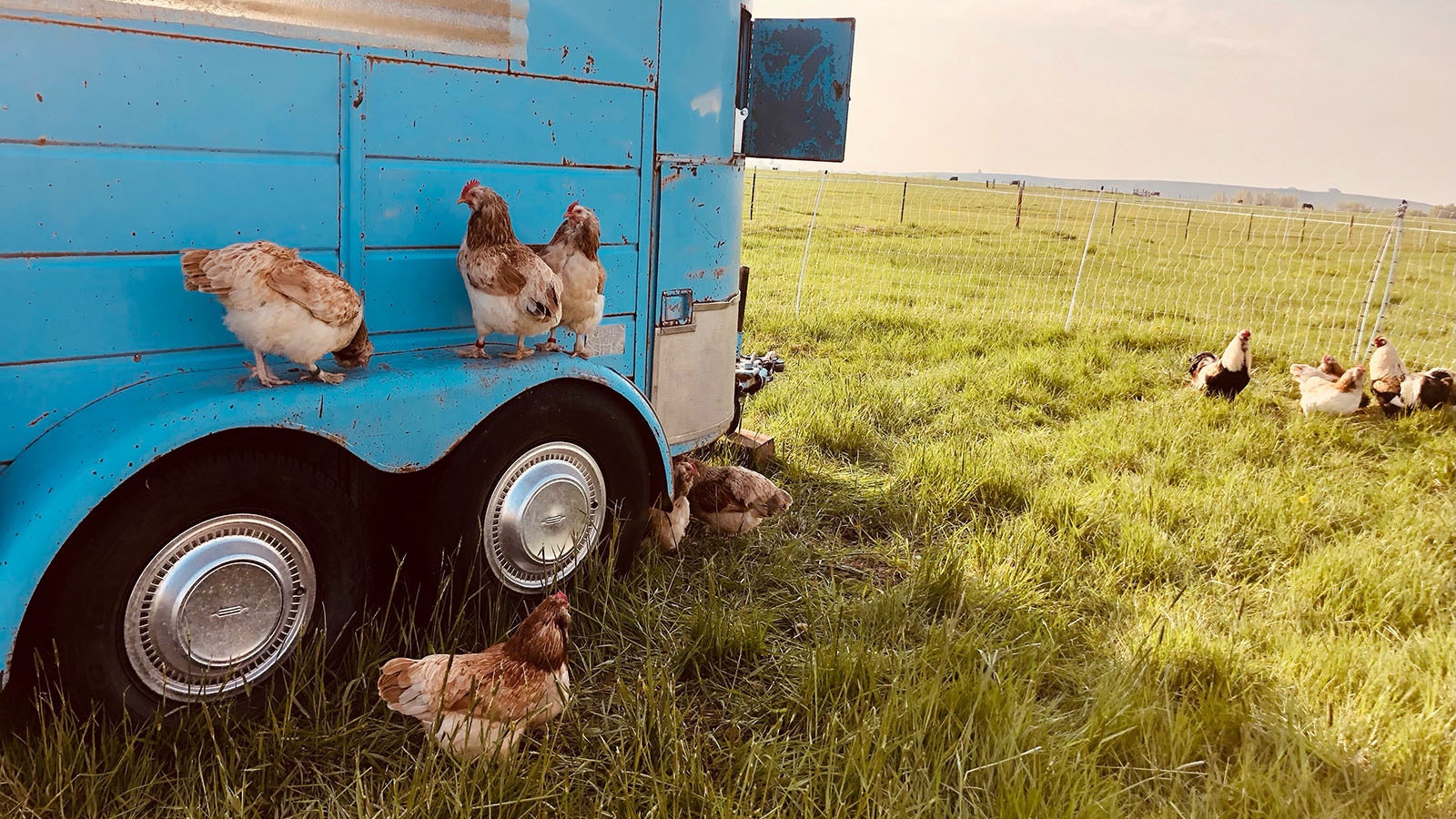 These salmon favorolles catch some shade out in the field while others soak in some sun.