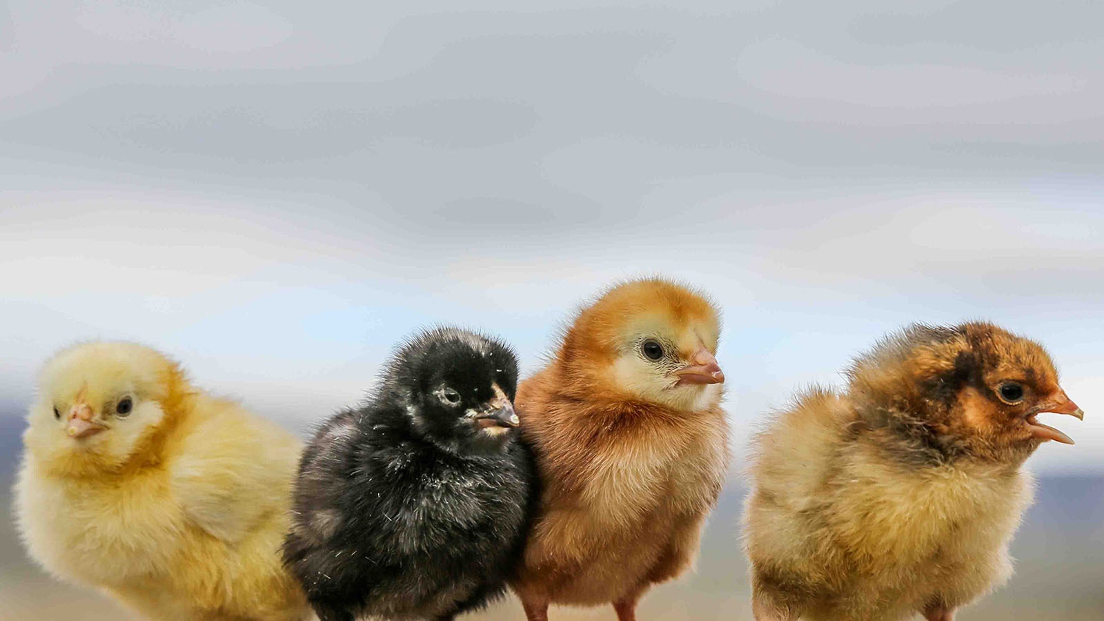 Curious chicks.