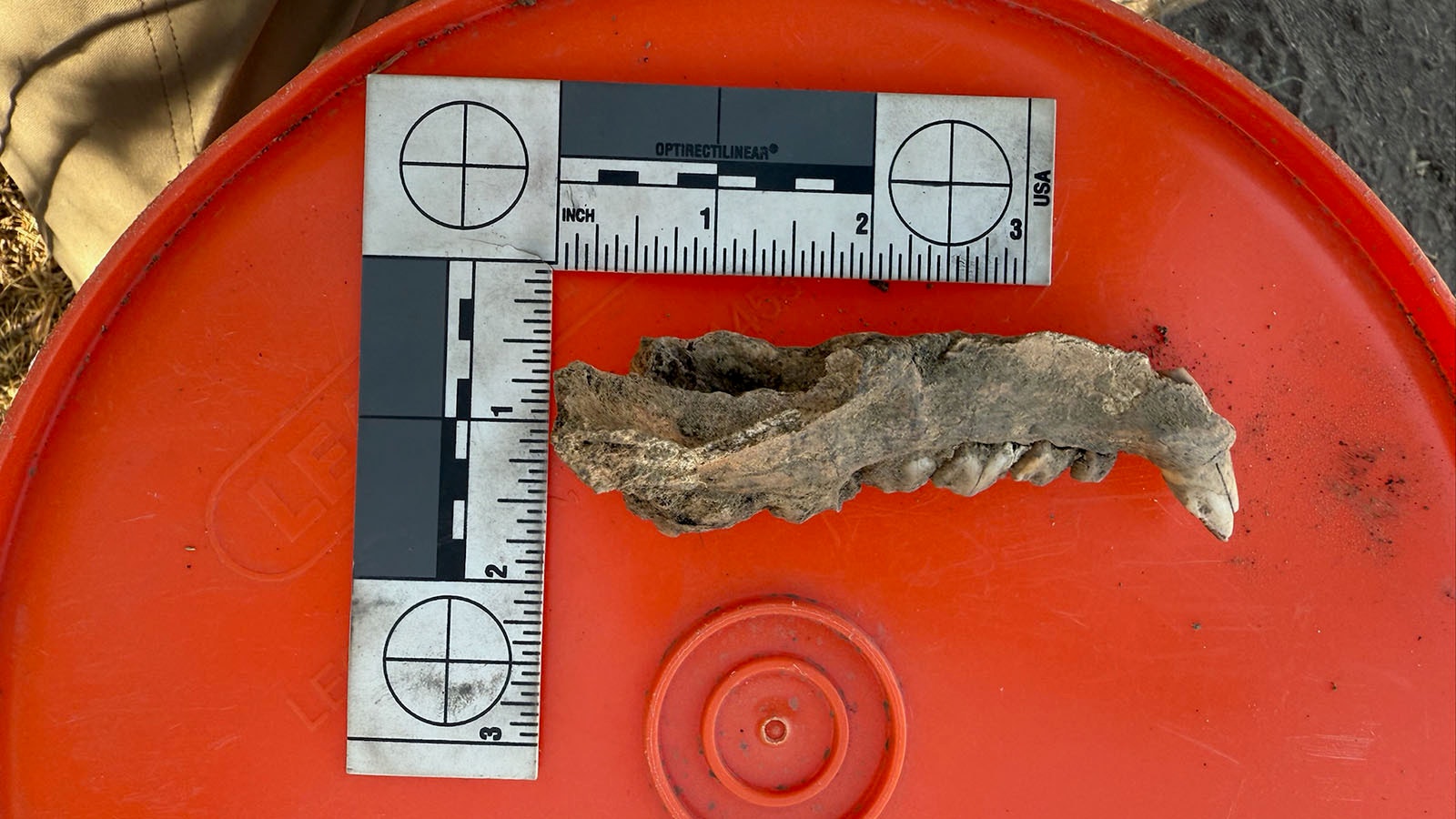 A jawbone found at the Chinatown dig site in Rock Springs.