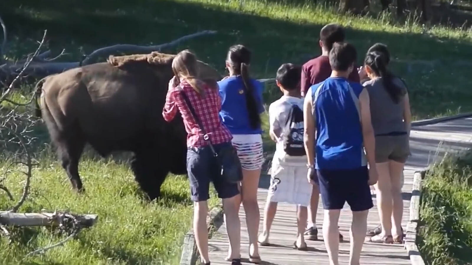 A group of tourists from China learns the hard way that approaching wildlife in Yellowstone National Park is a no-no.