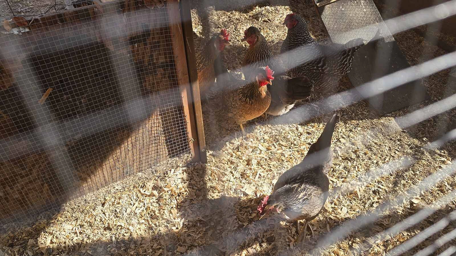 At Chinook Winds Lodge, pampered hens are stealing the show alongside riverside soaks and chairs arranged just so for stargazing. The hotel owners are also hatching some big plans for the future.