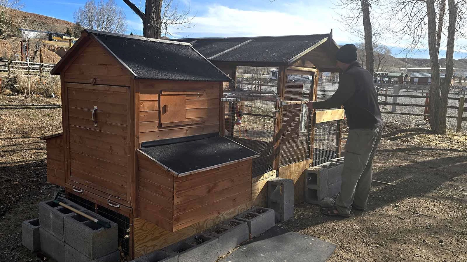 Chicken caretaker Jake Greaney opens up the chicken coop early each morning and the chickens go wild. They are all clucks and feathers as they rush out of the coop, ready to hunt insects for snacks all day at Chinook Winds Lodge