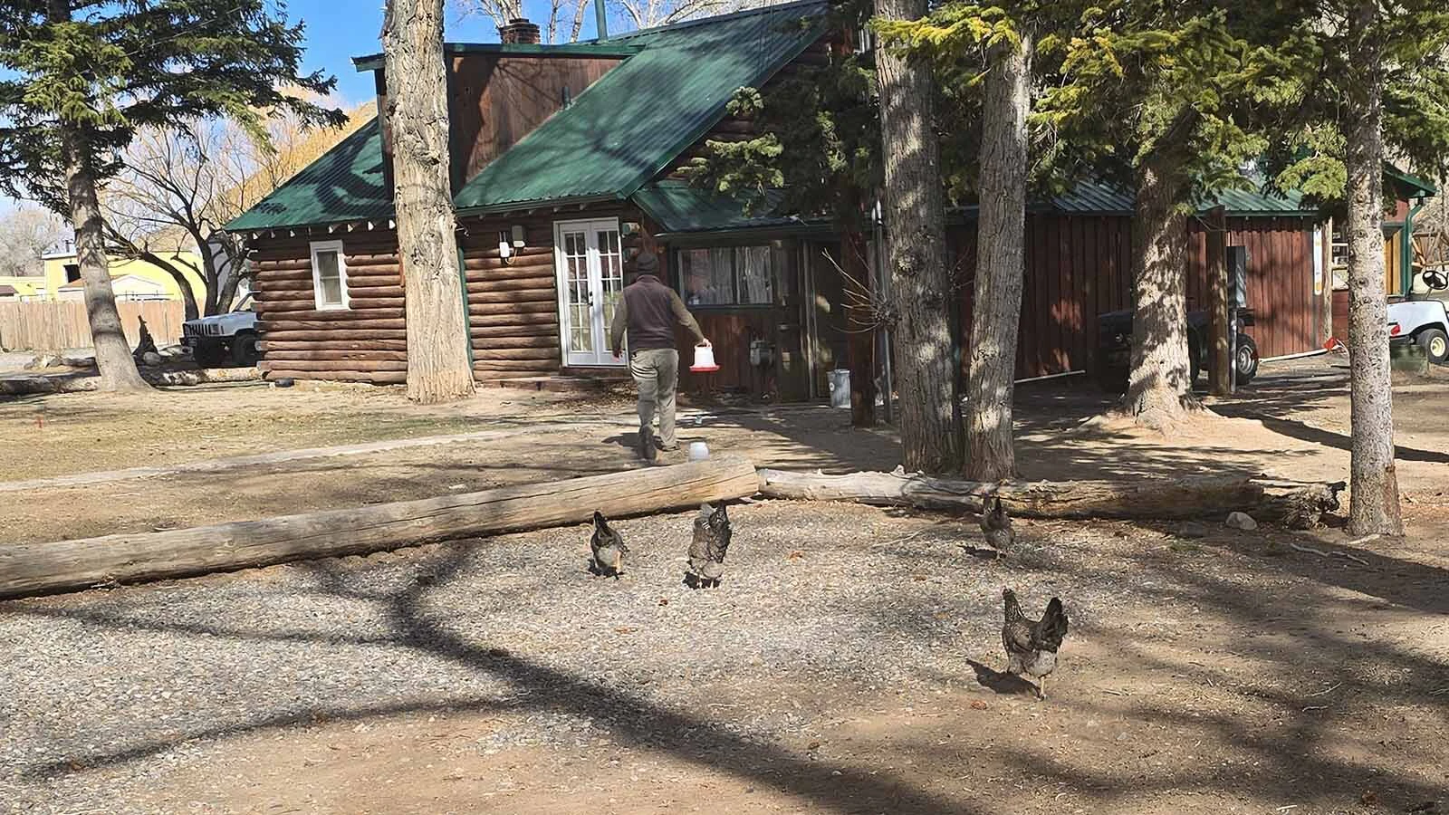 The free-range chickens are roam carefree around the Chinook Winds Lodge, and they invite travelers to be the same.