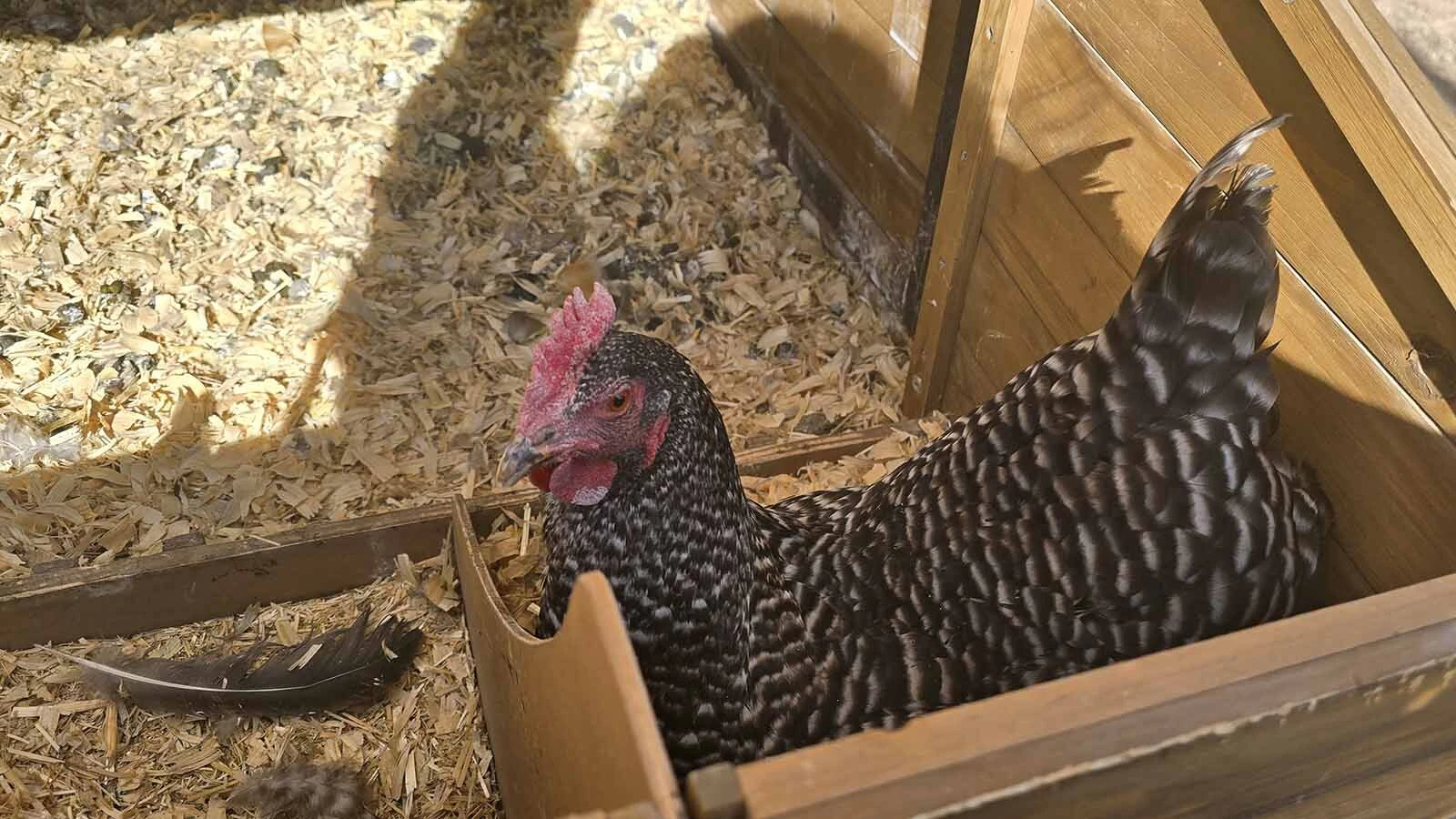 At Chinook Winds Lodge, pampered hens are stealing the show alongside riverside soaks and chairs arranged just so for stargazing. The hotel owners are also hatching some big plans for the future.