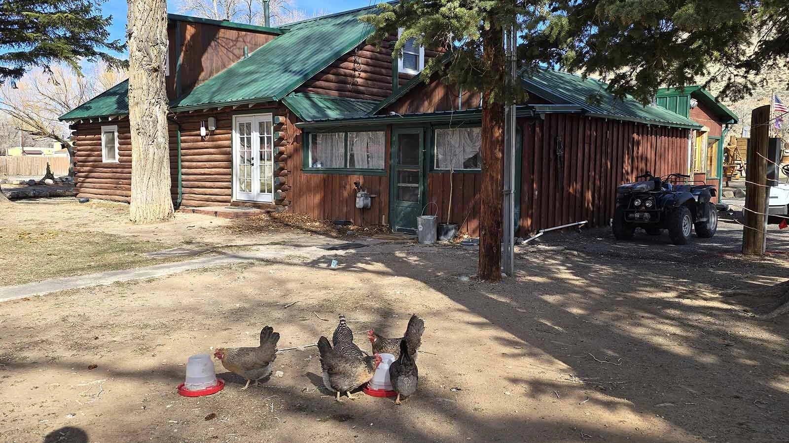 The free-range chickens are roam carefree around the Chinook Winds Lodge, and they invite travelers to be the same.