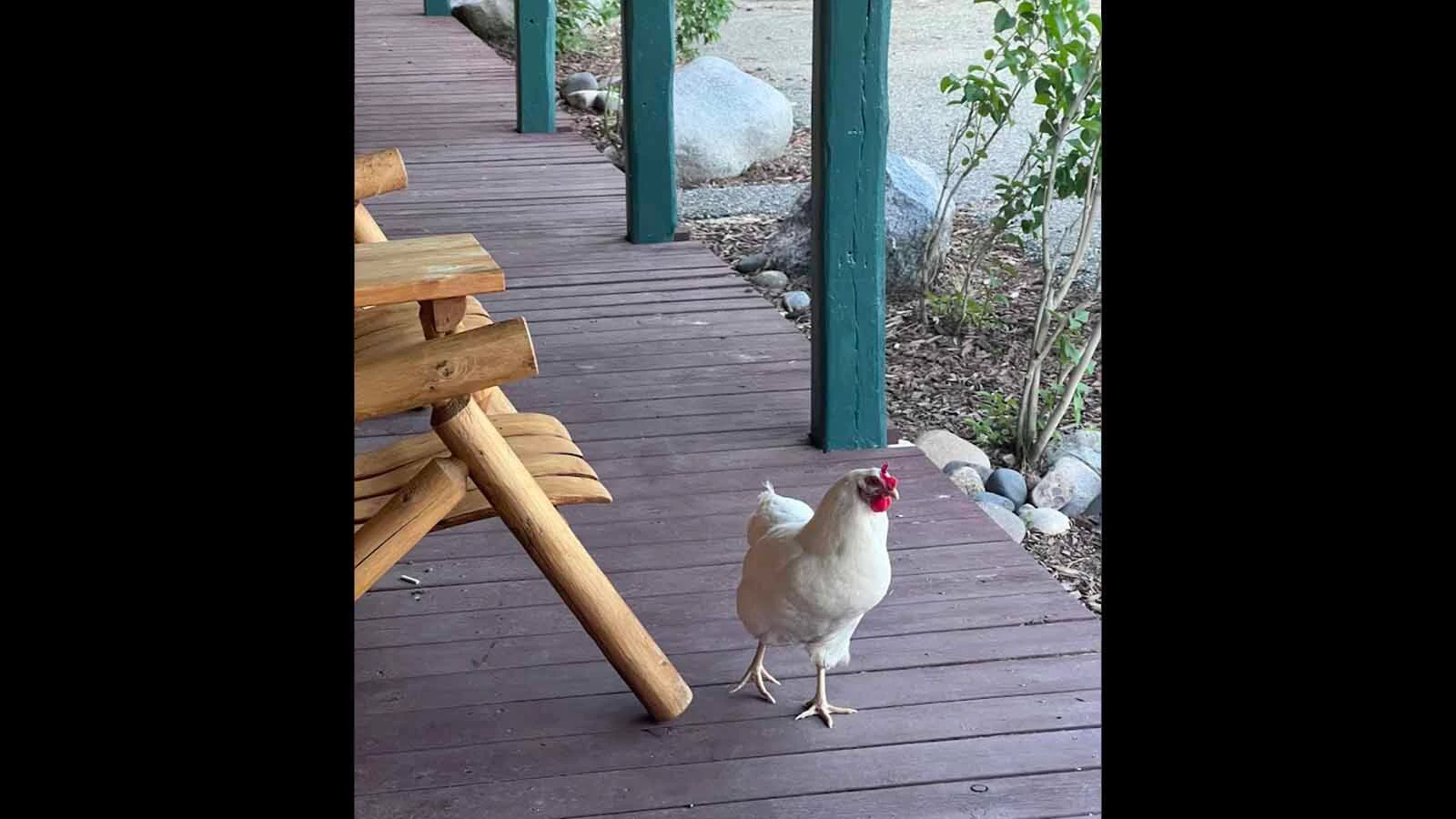 At the Chinook Winds Lodge in Dubois, guests share the motel with a flock of free-range chickens that strut around as if they own the place. It’s not that unusual for a town with a giant jackalope and huge buffalo skull entrance to the laundromat. 