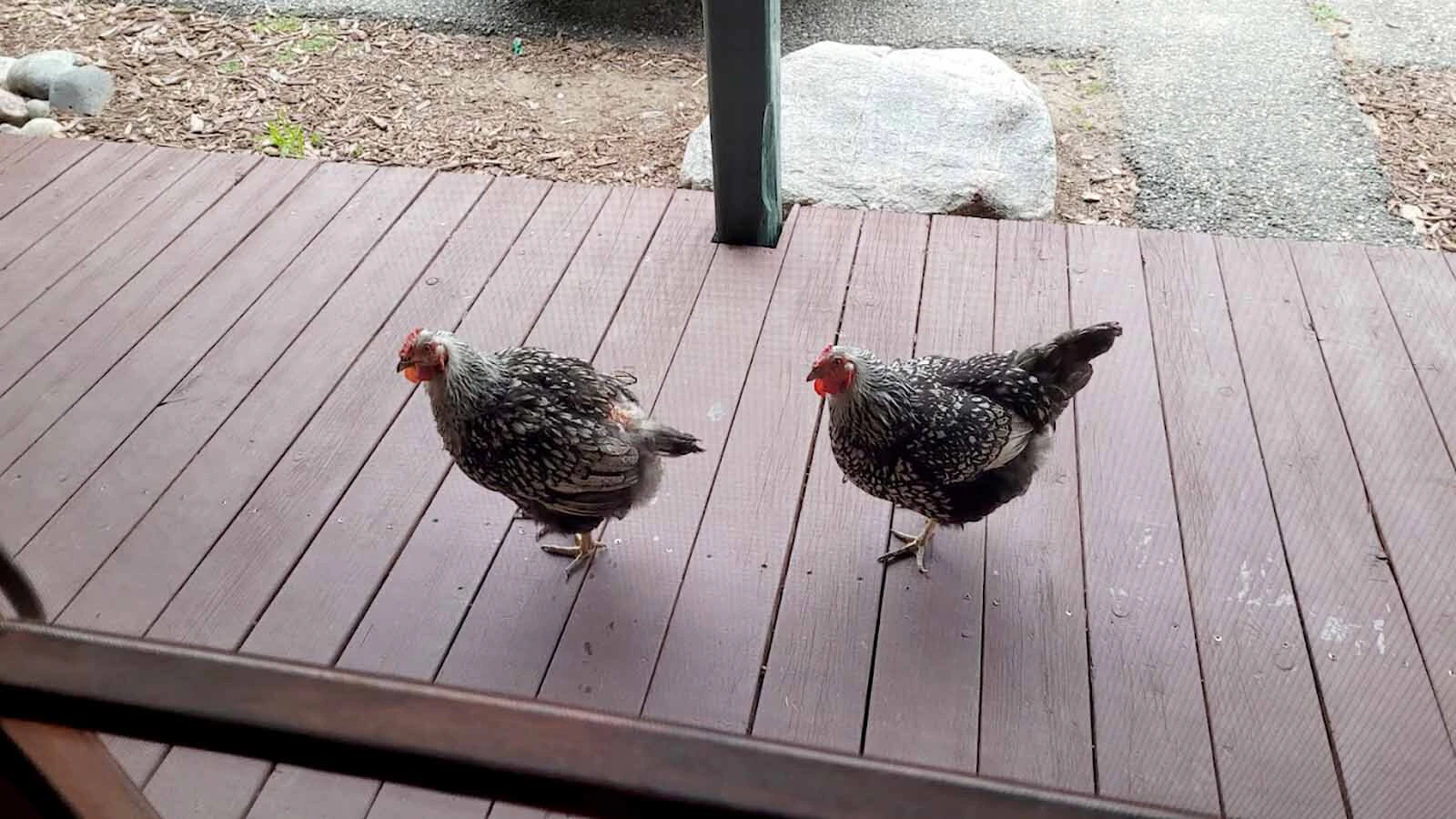 At the Chinook Winds Lodge in Dubois, guests share the motel with a flock of free-range chickens that strut around as if they own the place. It’s not that unusual for a town with a giant jackalope and huge buffalo skull entrance to the laundromat. 