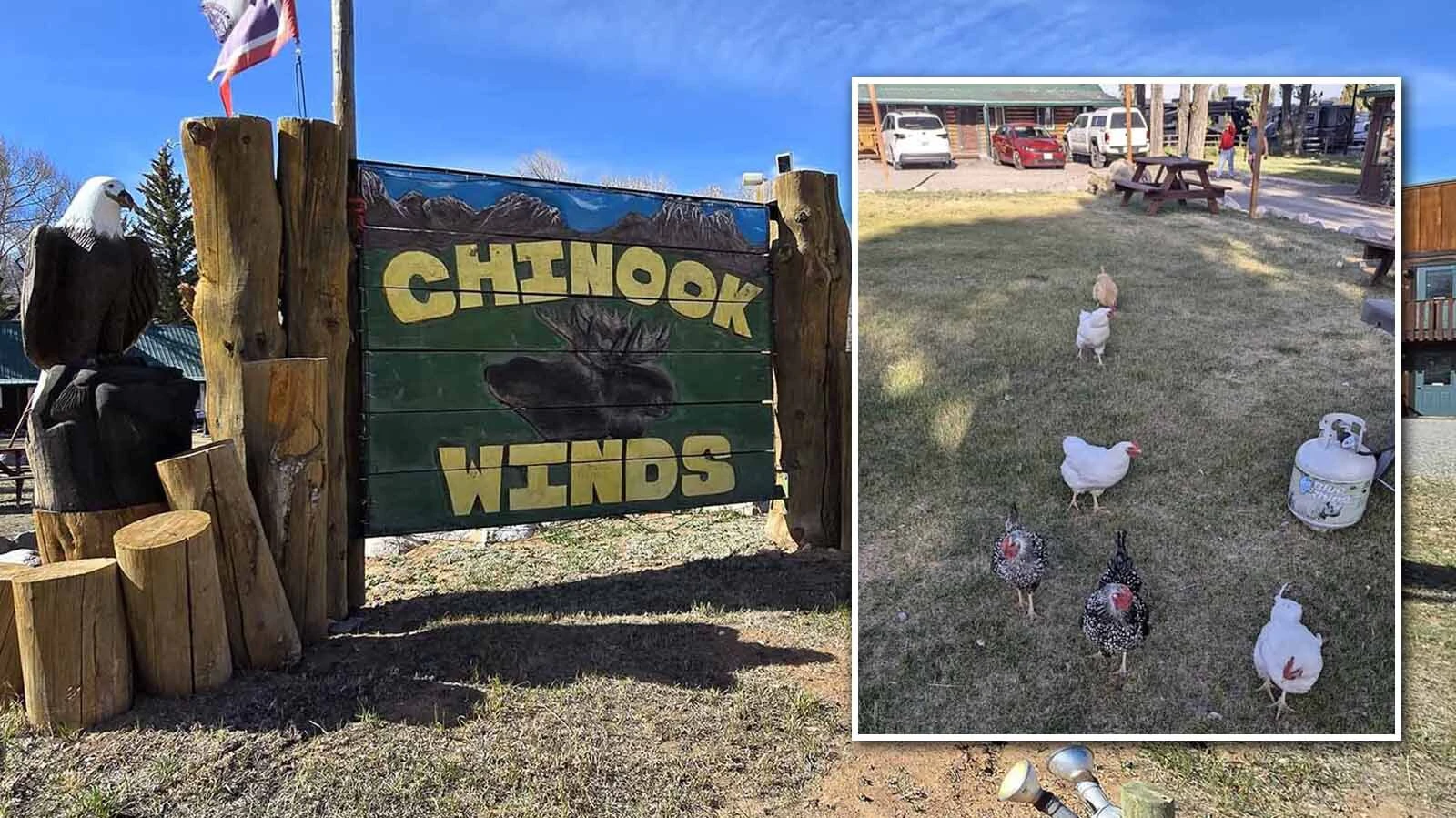 At the Chinook Winds Lodge in Dubois, guests share the motel with a flock of free-range chickens that strut around as if they own the place. It’s not that unusual for a town with a giant jackalope and huge buffalo skull entrance to the laundromat. 