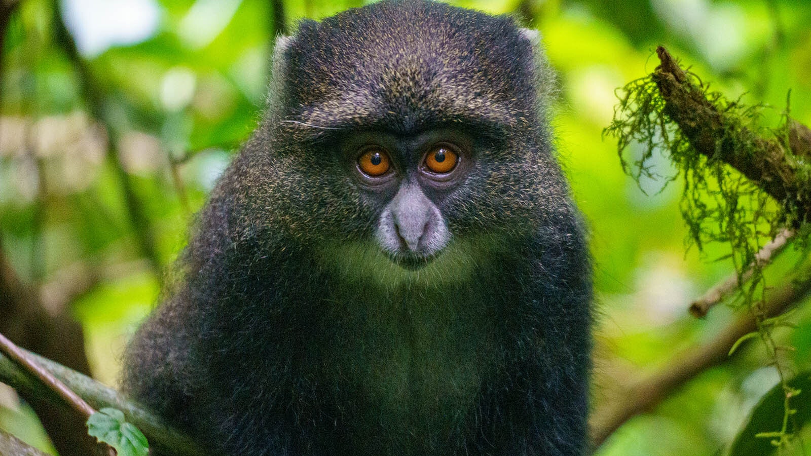 Around the base of Kilimanjaro is a rainforest, where Chris Clifton met this curious monkey.