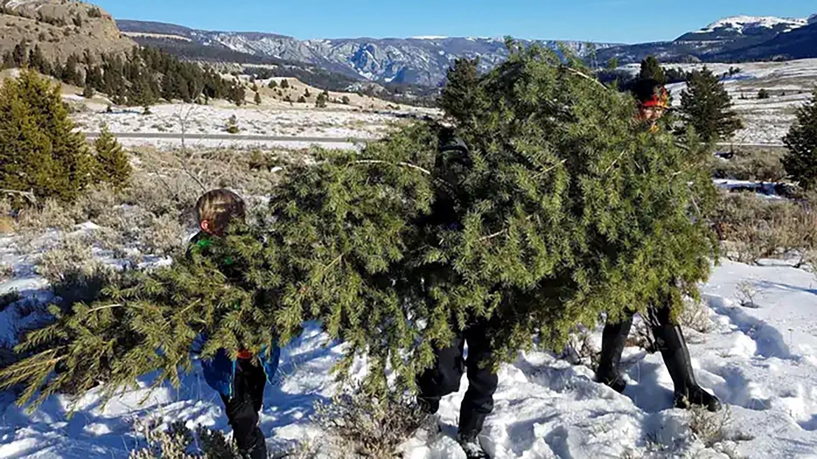 Cutting Christmas trees in Wyoming has been a tradition with Cowboy State families for generation, like this one harvested from the Shoshone National Forest.