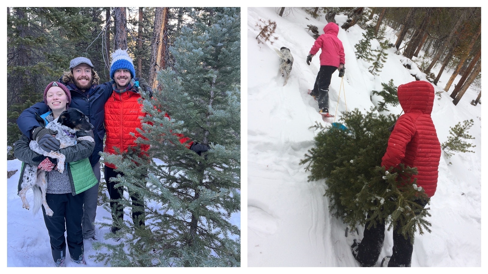 Even though they’re young adults now, the children of Amy Parker Williams and Mark Williams – Kara, Sheldon and Ethan – still insist that their parents take them into the mountains west of Laramie every year to cut the family’s Christmas tree. Every year for the past 17 years, the Williams family of Laramie has gone into the Snowy Range Mountains to find and cut their own Christmas tree.