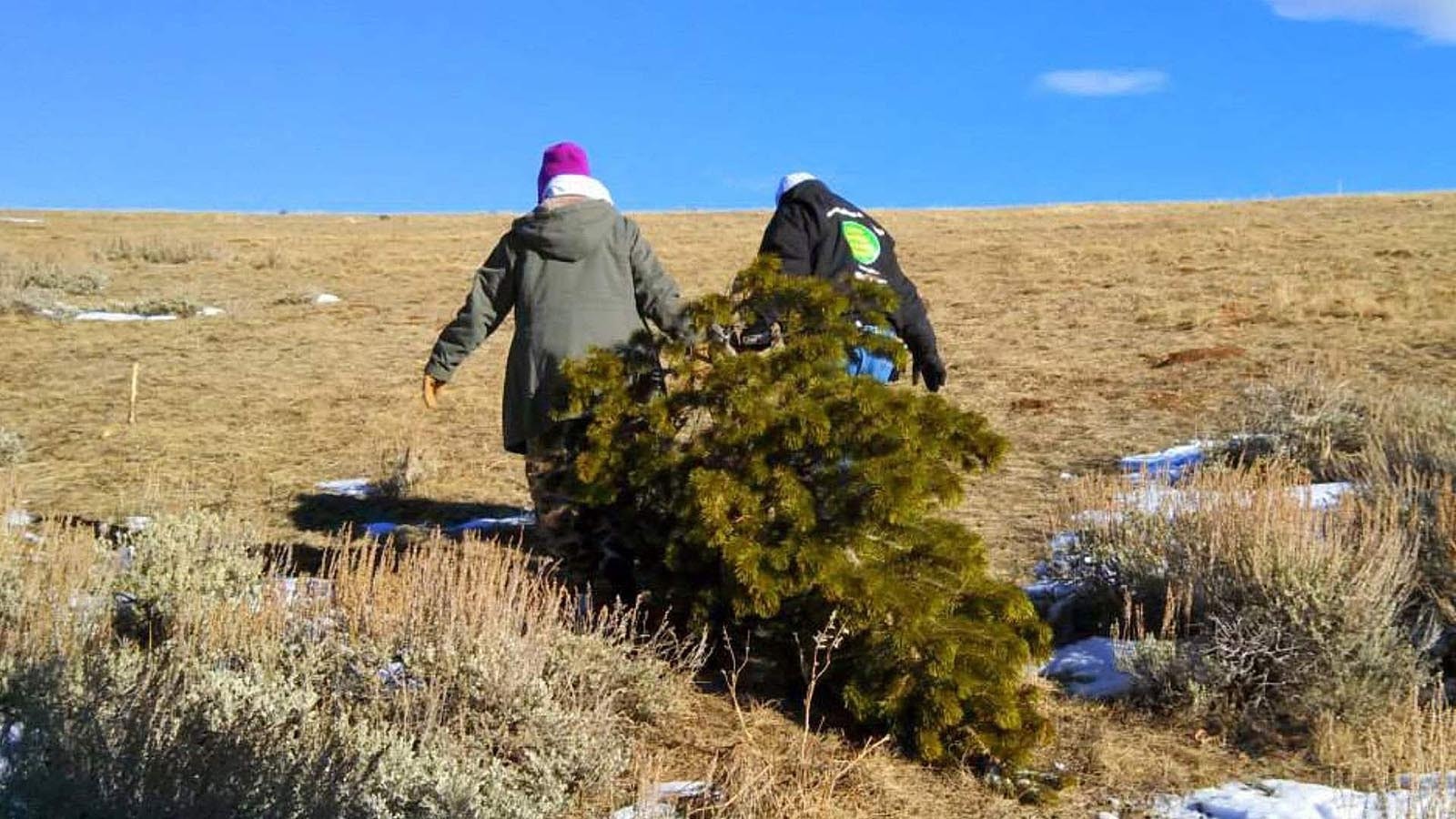 Bill and Mardi Froehlich cutting a real Christmas tree.