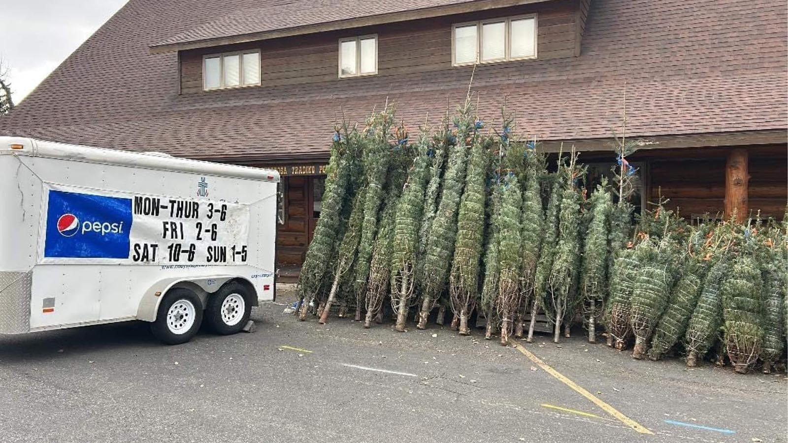 Around Wyoming, selling read Christmas trees is a popular fundraiser for Boy Scout troops and other groups.