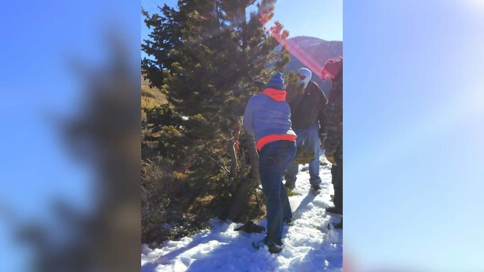 For many families, selecting and cutting a real tree for Christmas is a tradition that goes back generations.