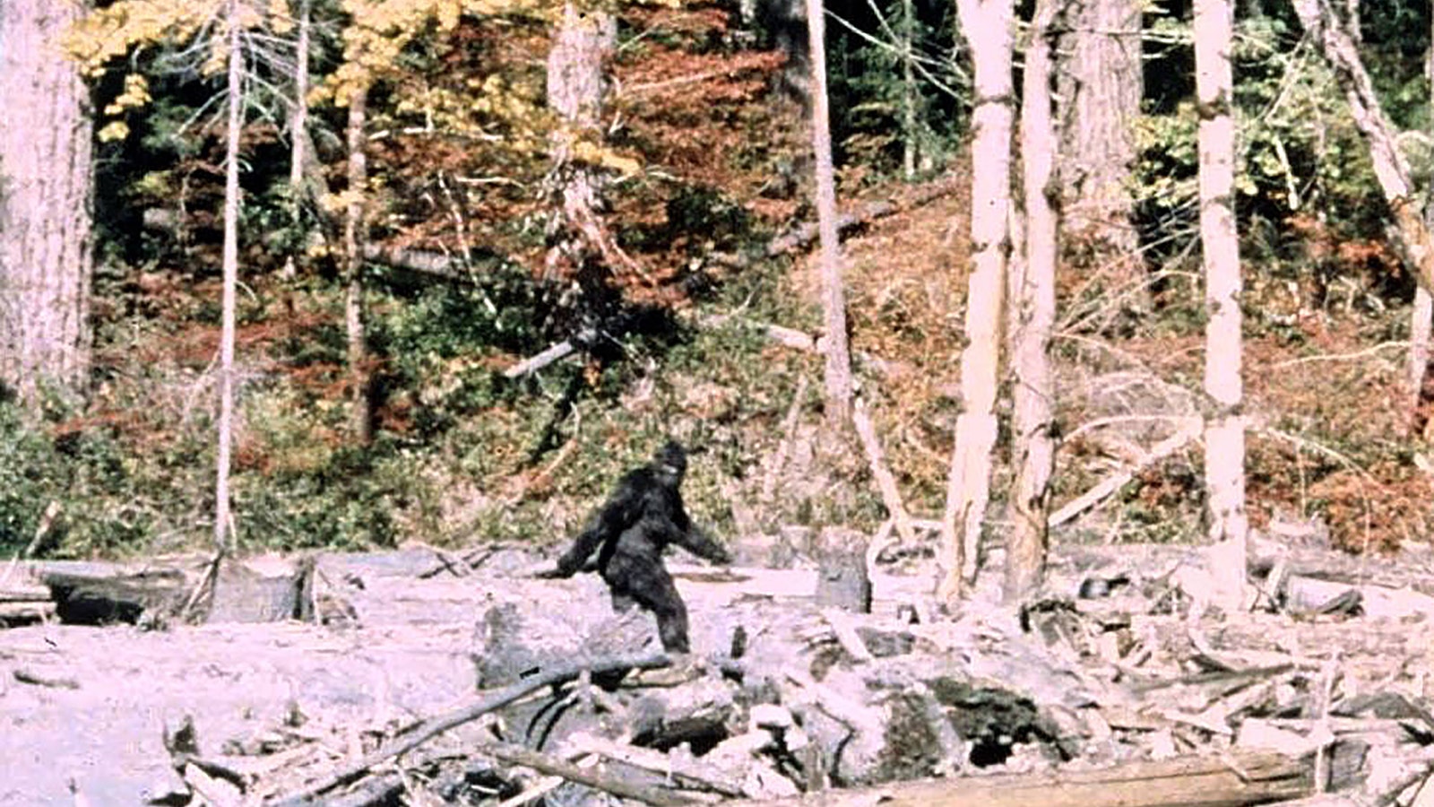 There have long been myths about large, man-like creatures. Perhaps the most famous is Sasquatch, or Bigfoot. In 1887 in Wyoming, it was the Chugwater Wild Man.