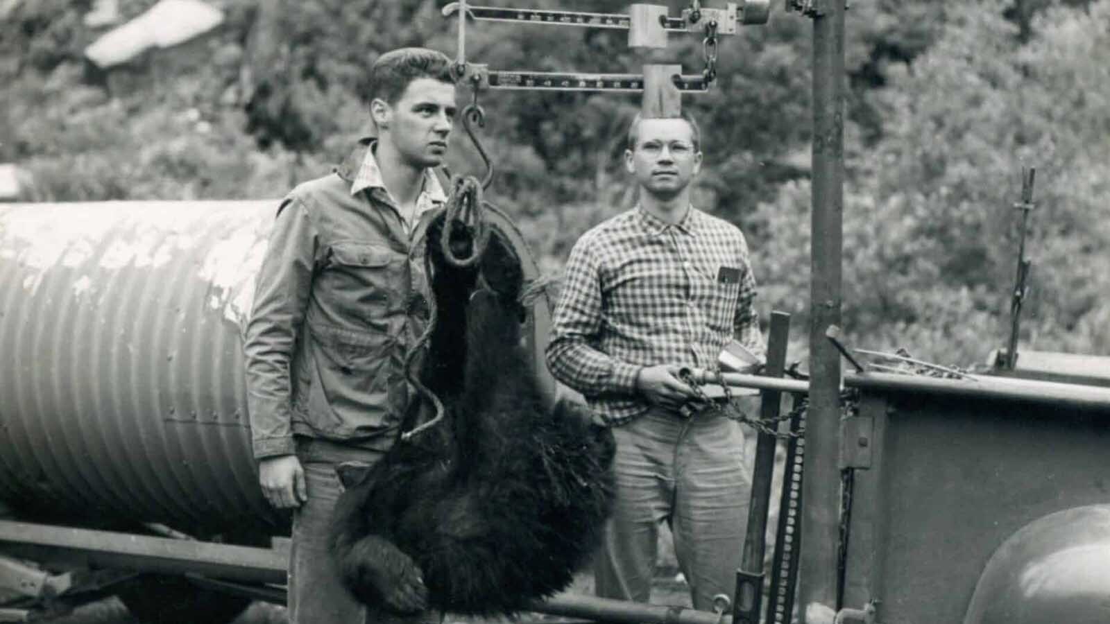 In 1958, capturing black bears for research was completely nuts. They used ether to put the bears into a stupor and hoped for the best. Veteran conservationist Cliff Bampton said one of his teammates once had to literally wrestle a bear.