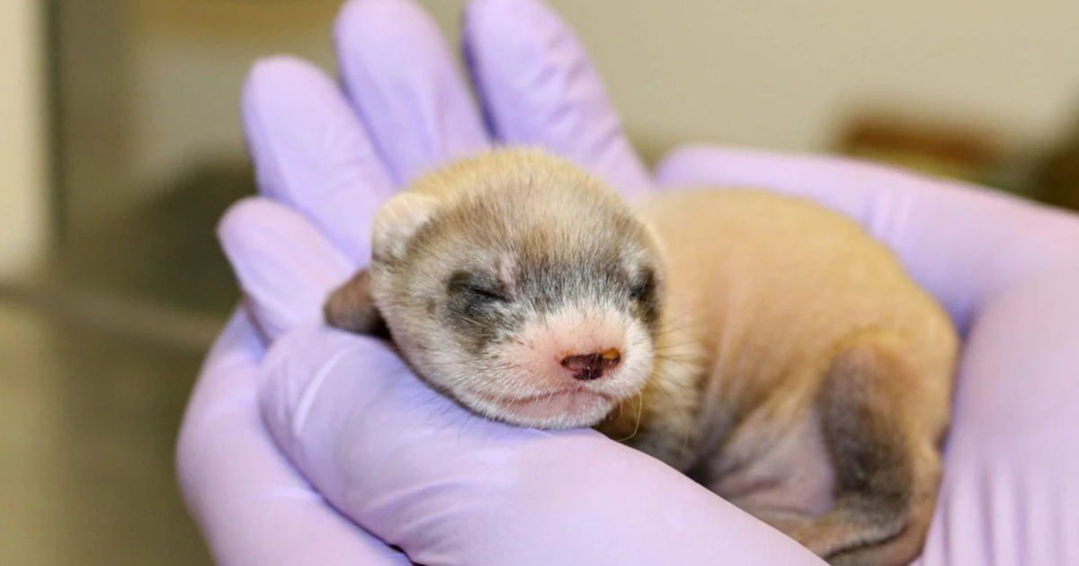 Cryogenics & Cloning Are Helping To Save Wyoming’s Black-Footed Ferrets ...