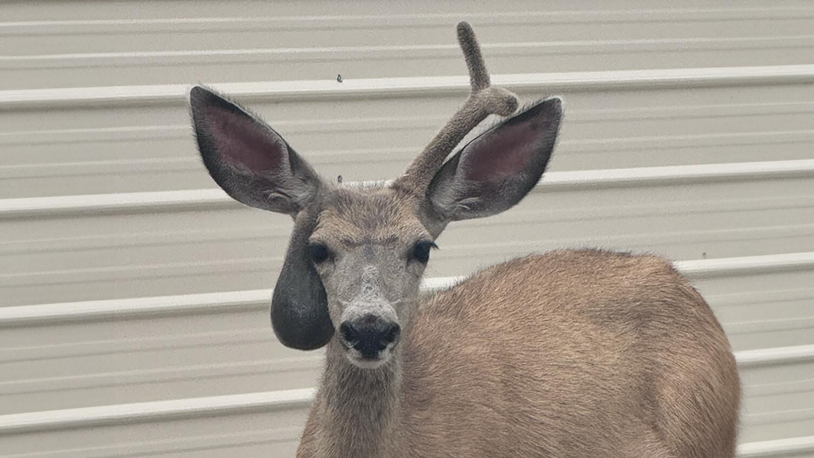 An old injury, possibly from fighting with another deer, caused this mule deer buck’s rare club-shaped antler. A Green River homeowner said the buck’s been hanging out in his yard.