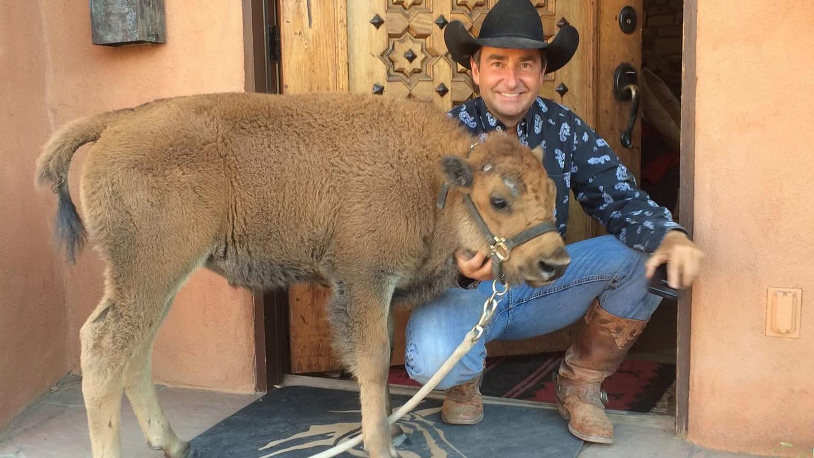 Clyde is gentle and patient with people despite his intimidating appearance. That puts the 9-year-old bison in high demand and has made him the West's biggest breakout star with credits that include the hit television show “Yellowstone." Here's Clyde as a calf.