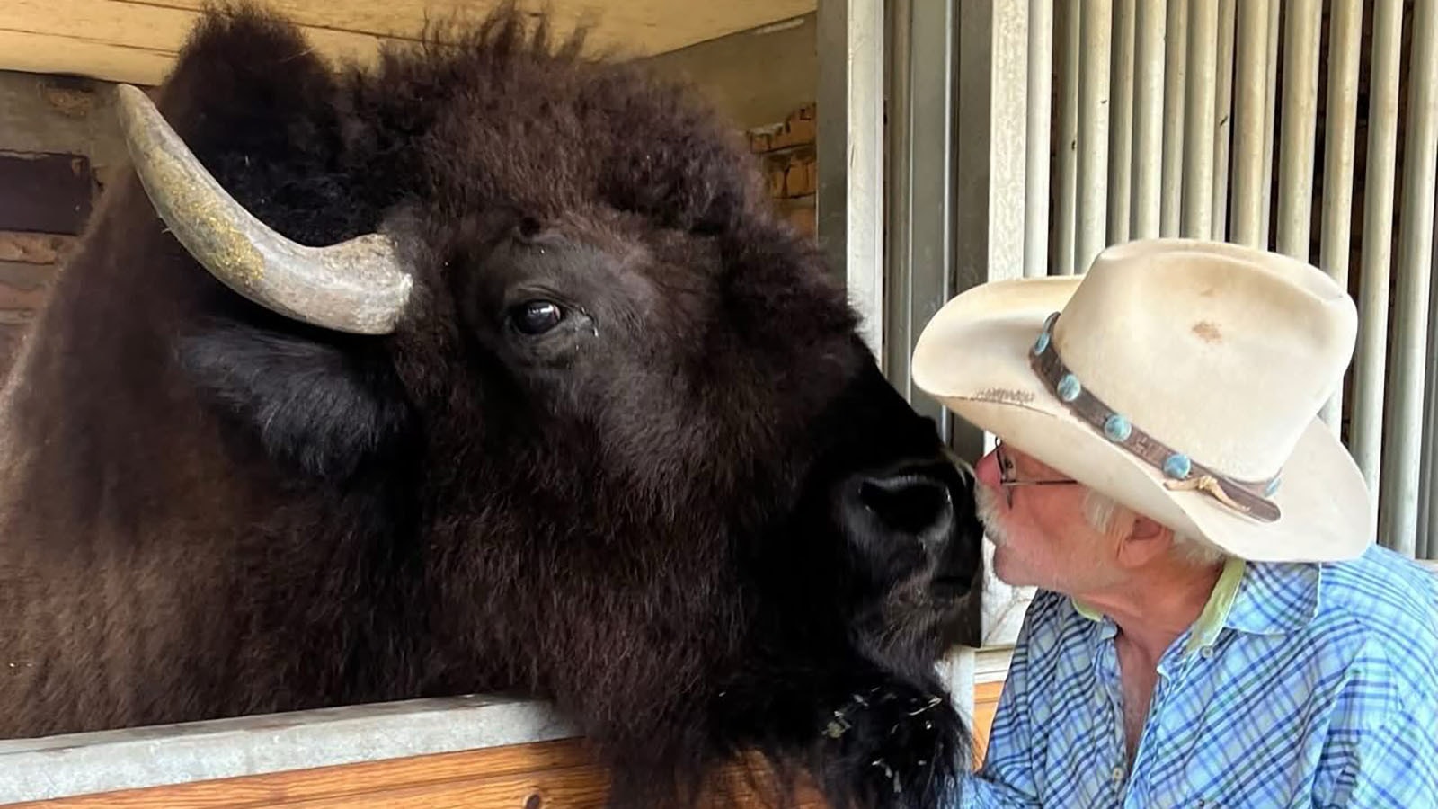 Clyde is gentle and patient with people despite his intimidating appearance. That puts the 9-year-old bison in high demand and has made him the West's biggest breakout star with credits that include the hit television show “Yellowstone." Here he wishes Bill Manns a happy birthday.