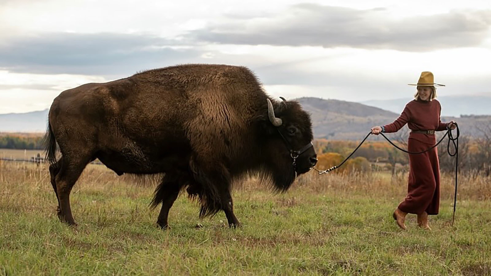 Clyde is gentle and patient with people despite his intimidating appearance. That puts the 9-year-old bison in high demand and has made him the West's biggest breakout star with credits that include the hit television show “Yellowstone."