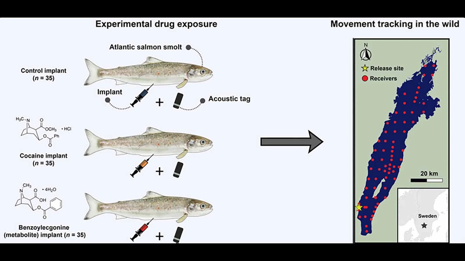 Newly released research shows that young salmon given cocaine compounds swim father and faster. Turns out, getting salmon high is giving scientists valuable information about how the drug impacts human nervous systems.