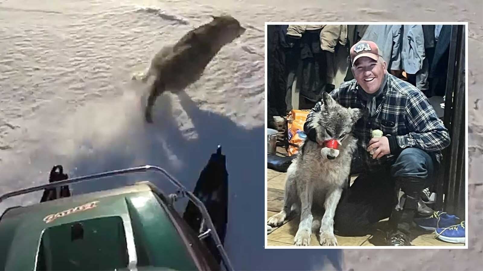 Difficulties with evidence and a murder case delayed the investigation into Cody Roberts, the Daniel man accused of abusing a wolf last year. Now, Sublette County’s top prosecutor faces walking a legal tightrope if he wants to convict. Cody Roberts is seen inset with the wolf. Background is a file photo of a snowmobile chasing a wolf.