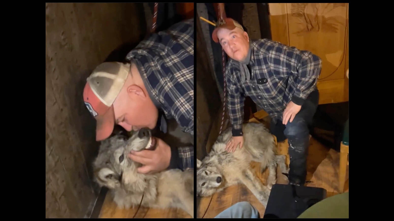 Screenshots from a video clip provided exclusively to Cowboy State Daily show Daniel, Wyoming, resident Cody Roberts kneeling over and kissing the muzzle of a weak and injured wolf in the Green River Bar in Daniel on Feb. 29. No reproduction without permission.