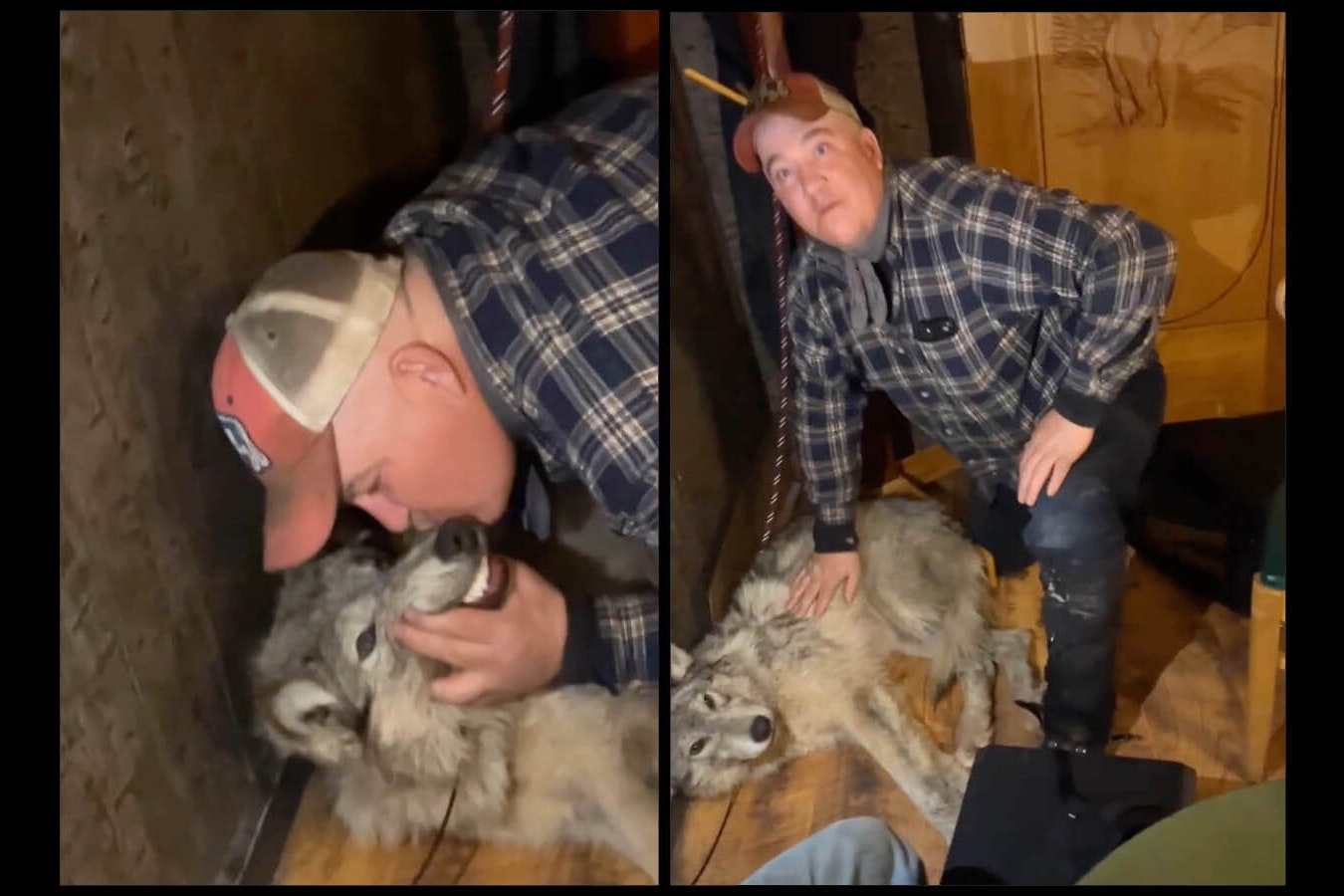 Screenshots from a video clip provided exclusively to Cowboy State Daily show Daniel, Wyoming, resident Cody Roberts kneeling over and kissing the muzzle of a weak and injured wolf in the Green River Bar in Daniel on Feb. 29. No reproduction without permission.