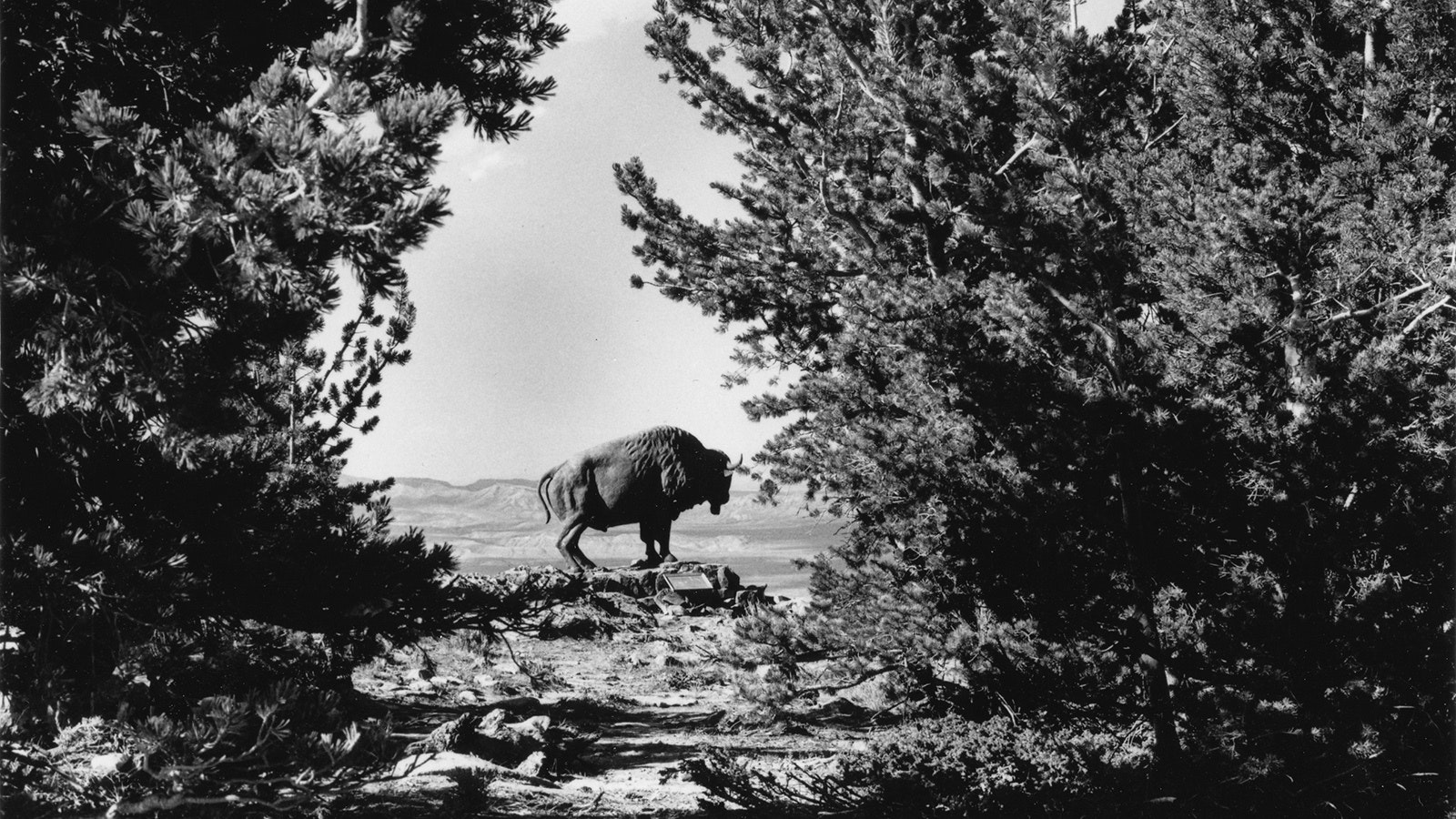 The original buffalo statue shortly after it was installed in 1968.