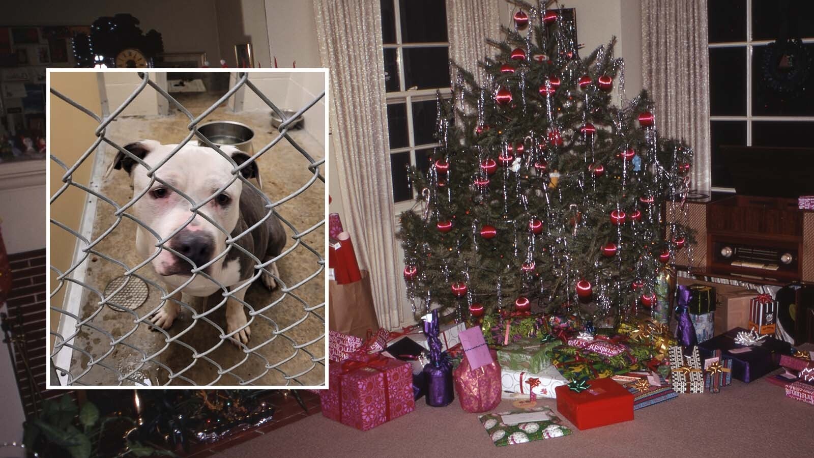 Animals shelters across Wyoming have been scrambling to find foster homes for their homeless pets for the holiday season. Taking in a pet is a good loneliness-buster for people who don’t have anyone to celebrate with.