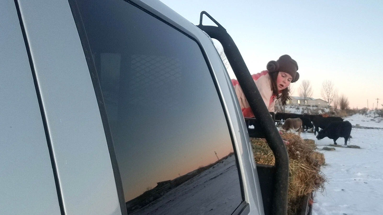 Rebekah Ready, 7, pushes hay out of the back of the family pickup to feed their cattle in Hot Springs County as the cold weather descends on Wyoming.