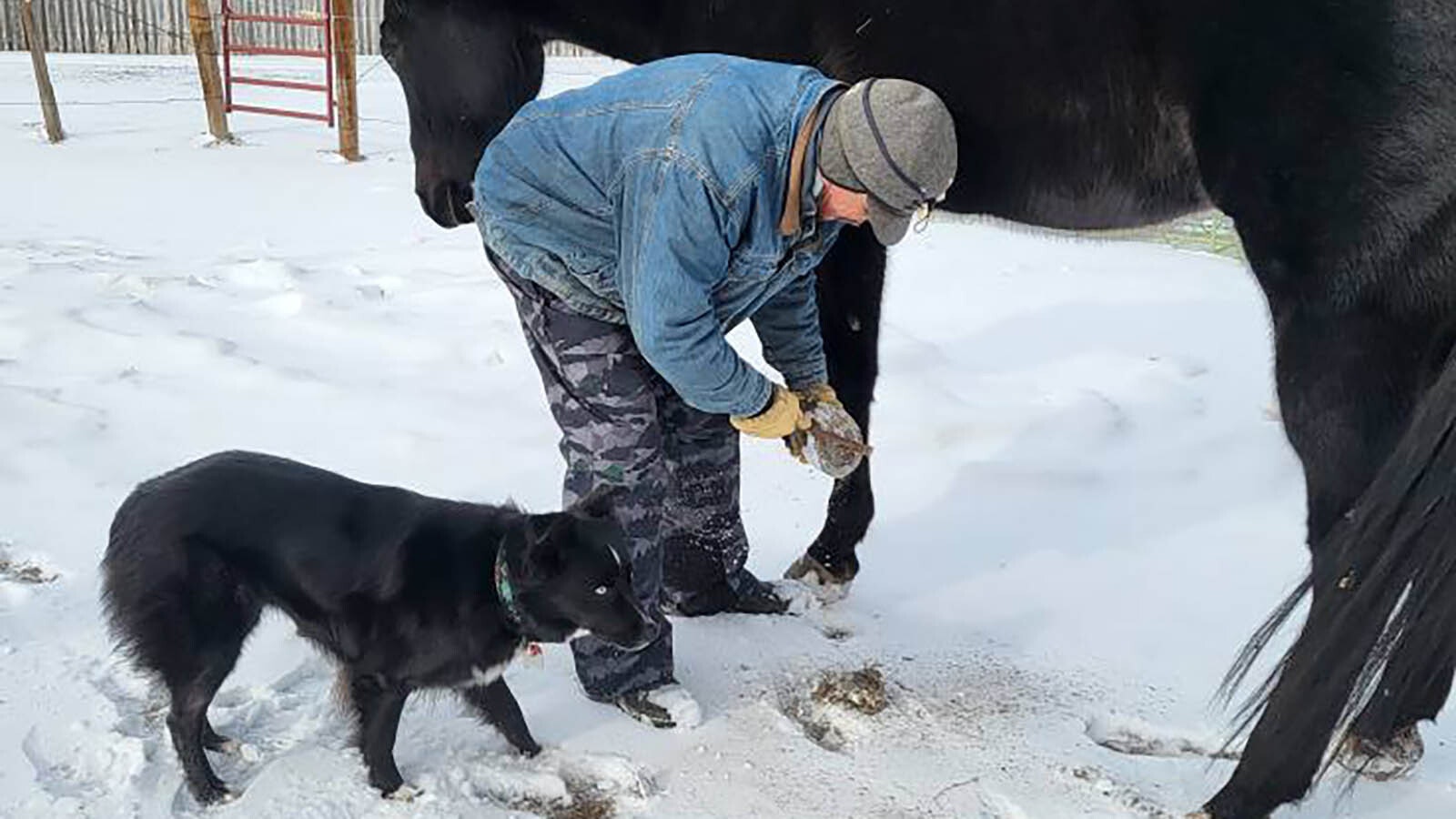 Tom Houghton checks on this horse's hoof, which can be cold work when it's minus 17 outside.