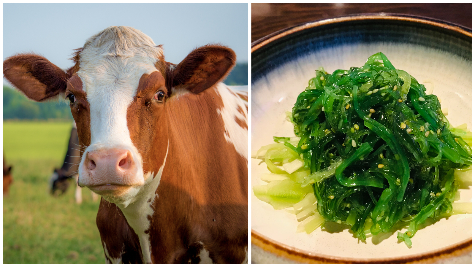 Collage Maker 10 Mar 2023 03 34 PM 4629