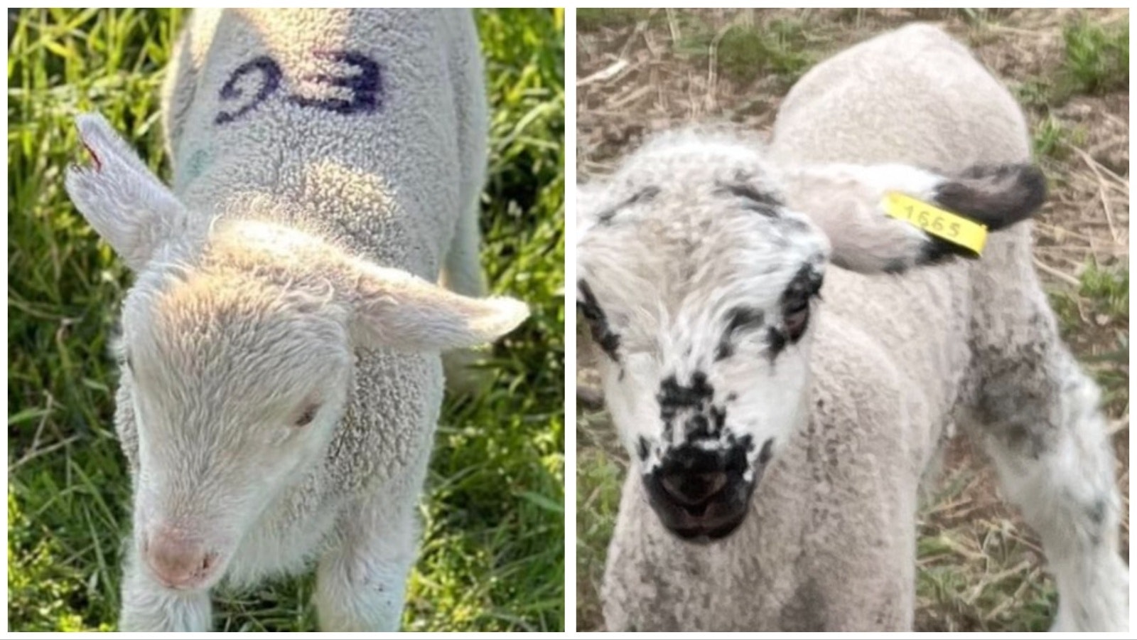 About 70 sheep with a “GE” brand on their backs are missing from a Campbell County ranch (left). Many of them have a cropped ear (right).