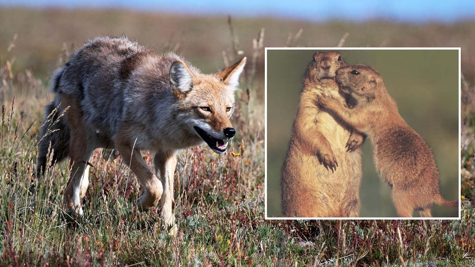 Prairie dog advocates in Colorado say coyotes are gobbling up people's pets in Boulder County because prairie dogs are being relocated to make way for development. But officials say the area still has a healthy prairie dog population.