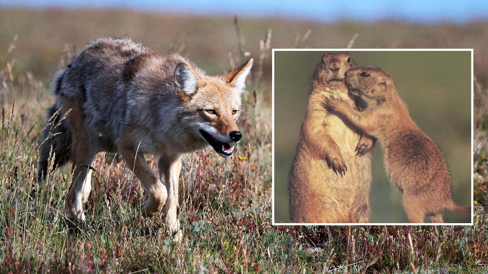 Prairie dog advocates in Colorado say coyotes are gobbling up people's pets in Boulder County because prairie dogs are being relocated to make way for development. But officials say the area still has a healthy prairie dog population.
