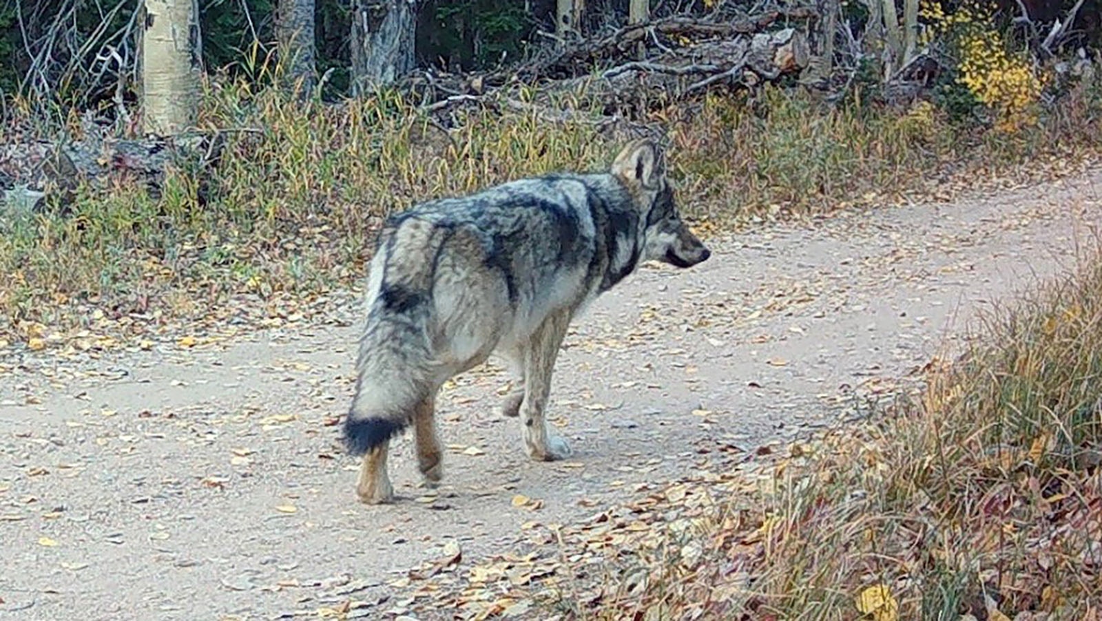 Colorado Parks and Wildlife says that the wolf in this photo a lone leftover pup from the Copper Creek Pack. But others say it’s a small adult female wolf, perhaps from Wyoming.