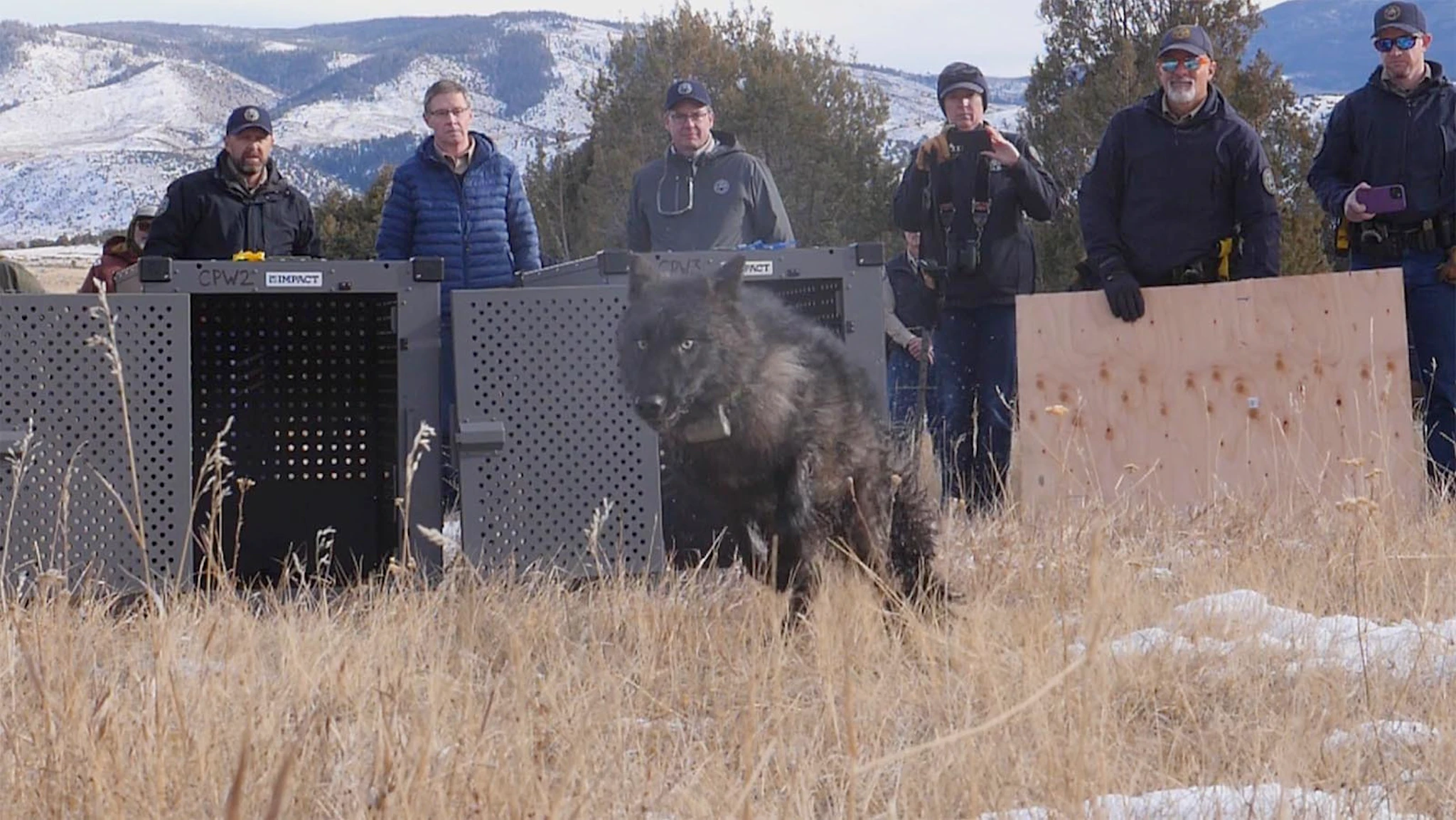 Canada, Oregon And Now Washington Won't Send More Wolves To Colorado ...