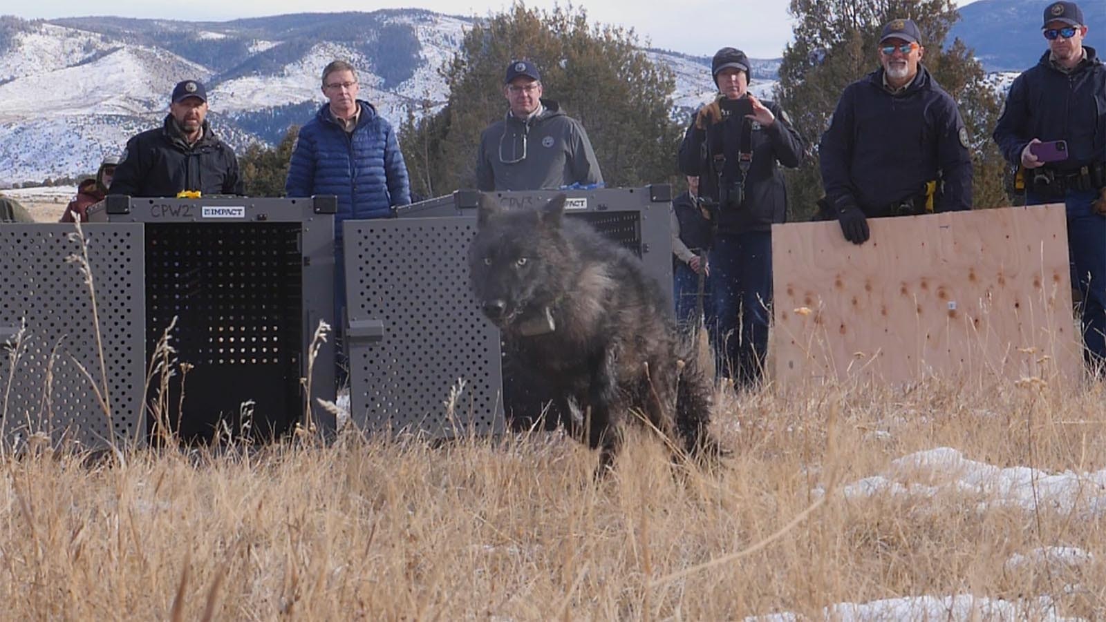 One of 10 wolves reintroduced to northern Colorado in December 2023.