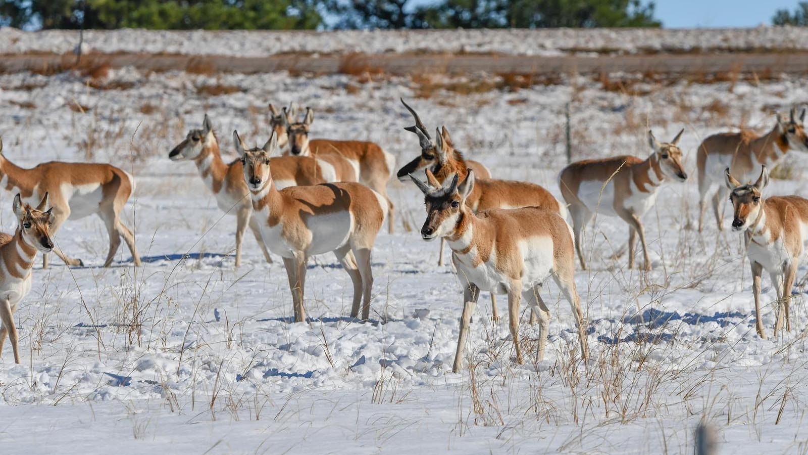 What's being called a 20-year storm left much of Colorado under deep snow this past week, which crusted over and forced herds of antelope onto eastern Colorado roads, where about 150 were killed, including 53 at once.