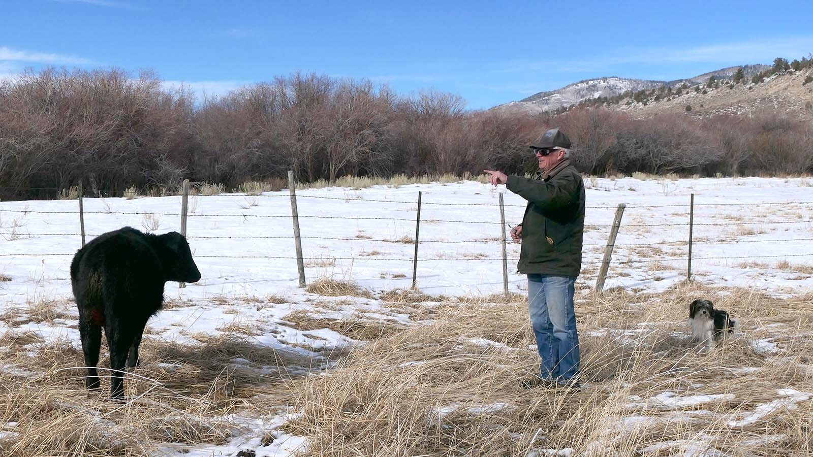 Don Gittleson prepares to tend to a cow that was attacked by a wolf this past winter on this ranch in North Park, Colorado, near the Wyoming state line.