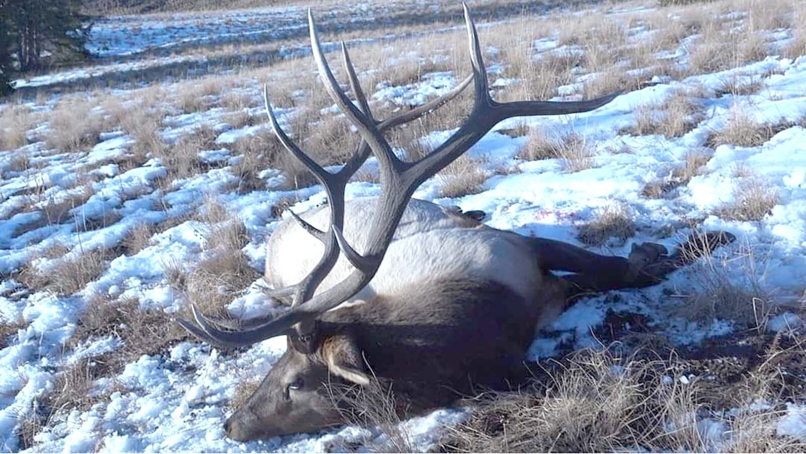 Northeast Wyoming resident Owen Miller is an avid hunter and hunting guide. He bagged this huge bull on an over-the-counter elk tag in Colorado in 2020. However, Colorado is discontinuing some elk tags for non-residents.