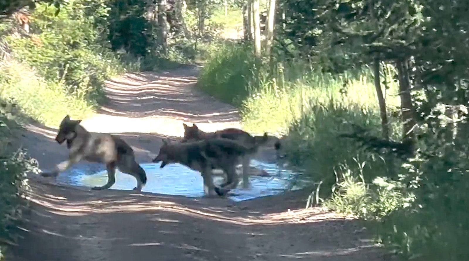 Three wolf pups are seen playing in this screenshot from video, taken earlier this month in the Colorado mountains. At one point, the video pans to show two Jack Russel terries that seem alert, but not afraid, as they watch from the cab of a pickup.