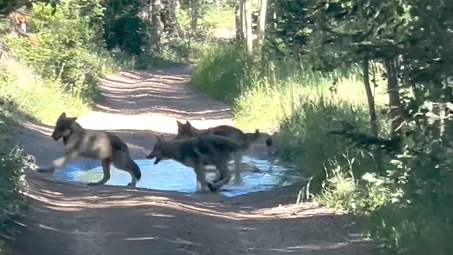 Three wolf pups are seen playing in this screenshot from video, taken in August 2024 in the Colorado mountains. At one point, the video pans to show two Jack Russel terries that seem alert, but not afraid, as they watch from the cab of a pickup.