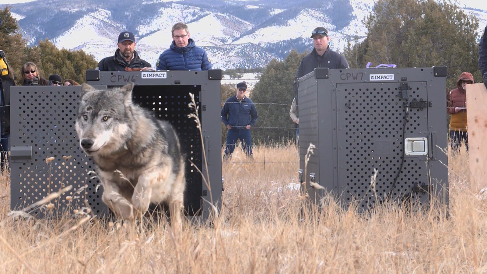 One of five wolves reintroduced to northern Colorado in December 2023.