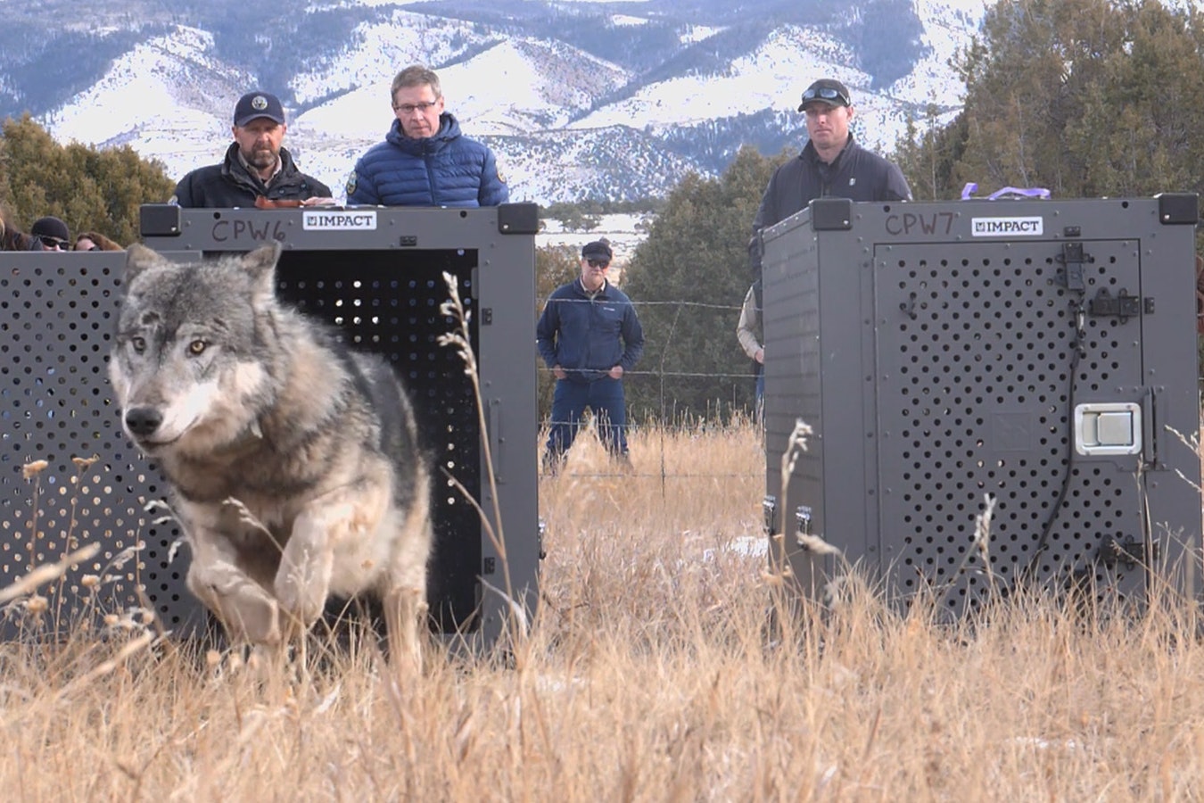 One of five wolves reintroduced to northern Colorado in December 2023.