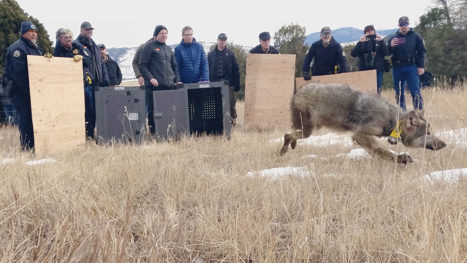 One of 10 wolves reintroduced to northern Colorado in December 2023.