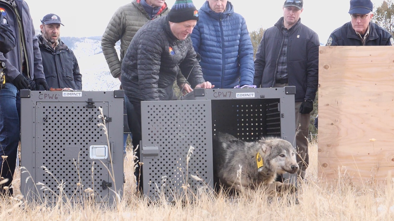 One of five wolves reintroduced to northern Colorado earlier this month.