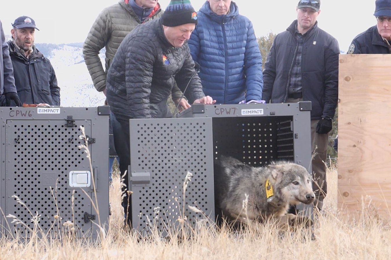 One of five wolves reintroduced to northern Colorado earlier this month.